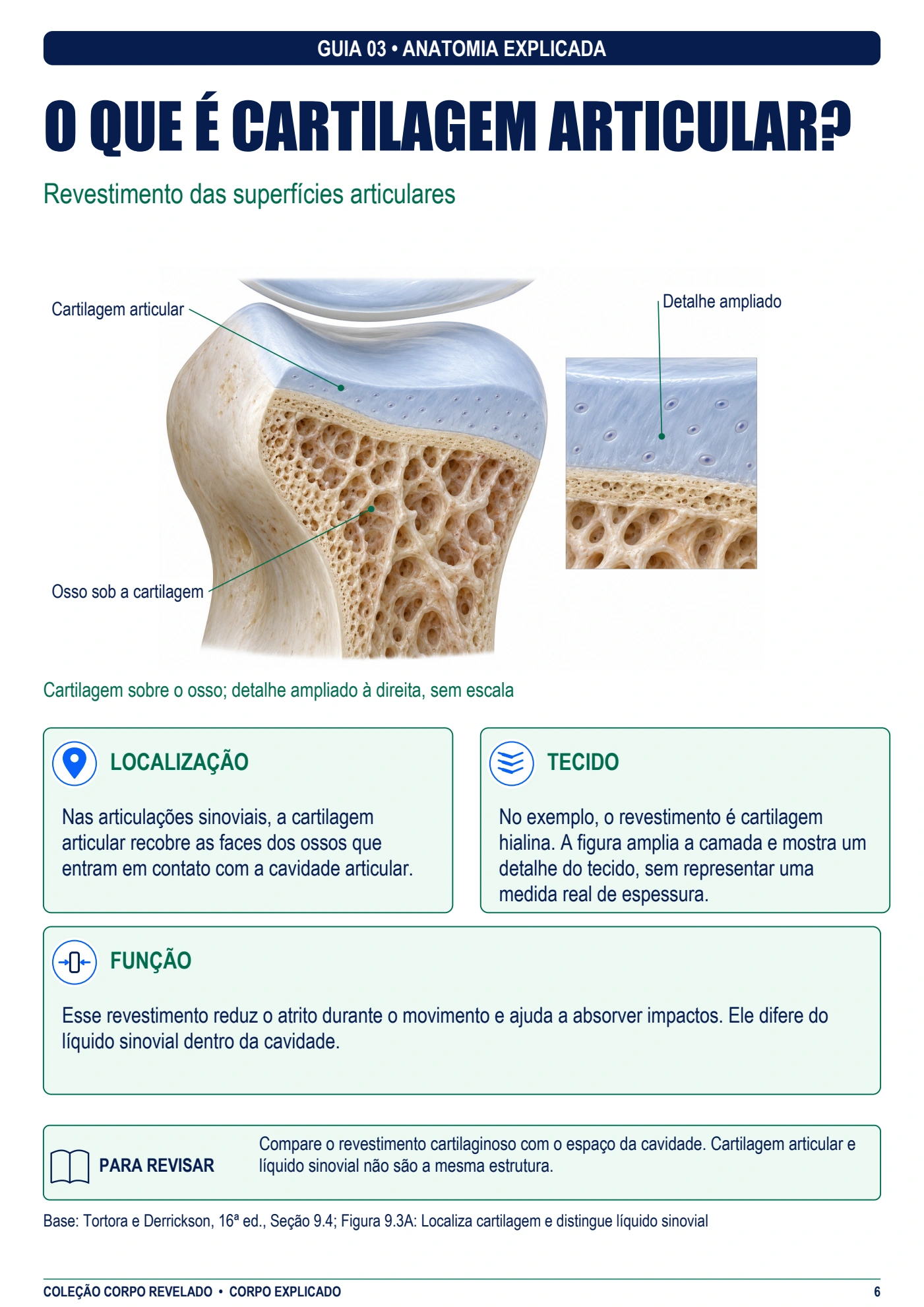 Amostra interna de Corpo Explicado