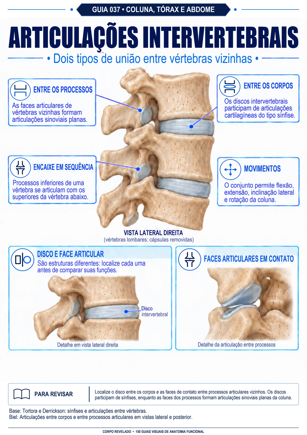 Página real: Articulações intervertebrais