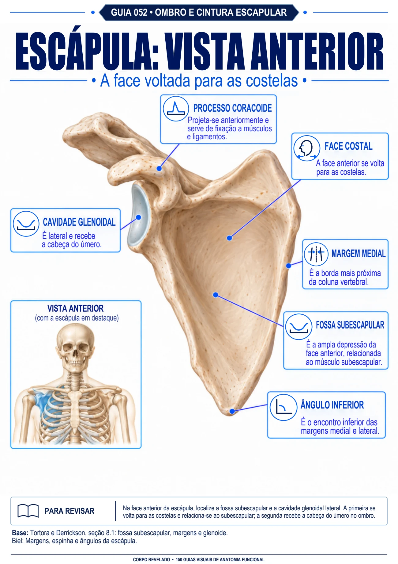 Página real: Escápula: vista anterior